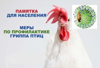 Внимание грипп птиц!.